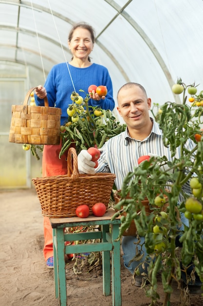 Mujer, hombre, tomate, planta