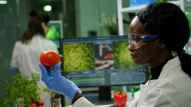 Mujer investigadora científica comprobando el tomate inyectado con pesticidas para la prueba de OMG en segundo plano.