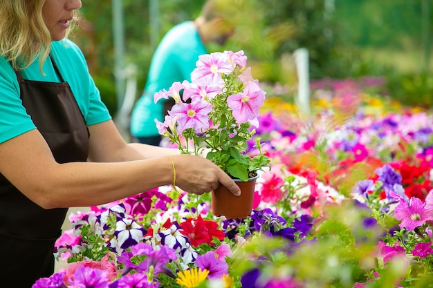 Mujer irreconocible sosteniendo maceta en jardín o invernadero. Dos jardineros profesionales en delantales trabajando con flores en macetas. Enfoque selectivo. Actividad de jardinería y concepto de verano.