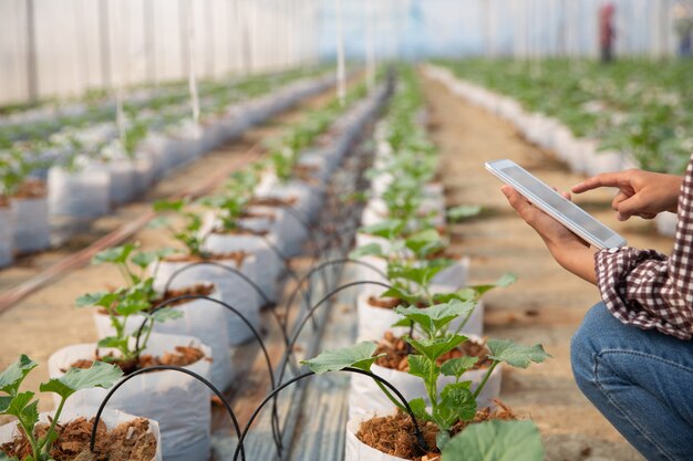 mujer joven controlando una plantación