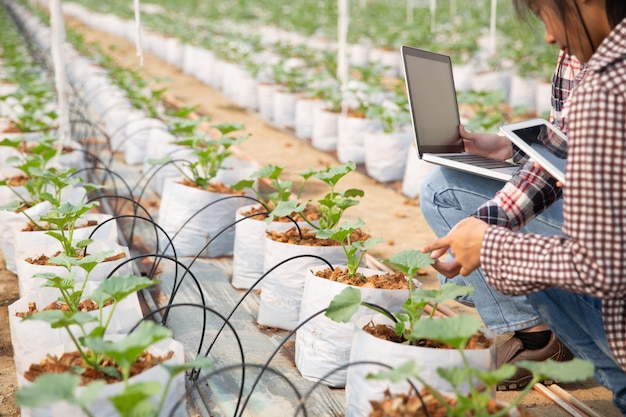 mujer joven controlando una plantación