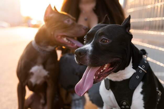 Mujer joven disfrutando de un tiempo con sus perros al aire libre