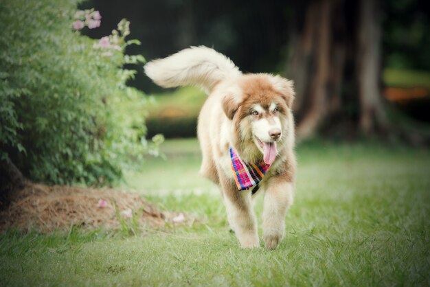 Mujer joven hermosa que corre con su pequeño perro en un parque al aire libre. Retrato de estilo de vida