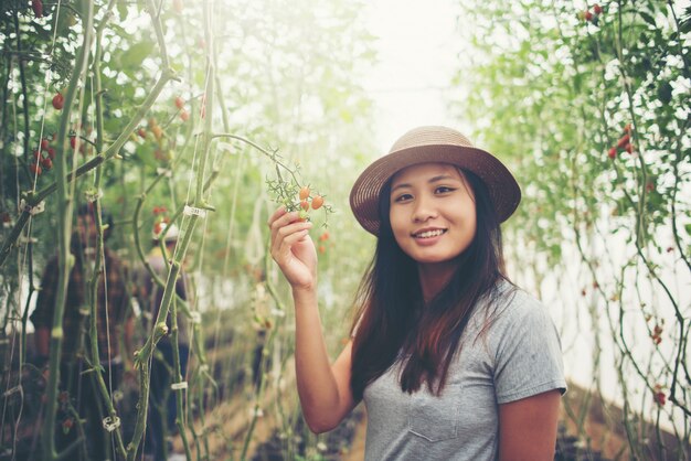 Mujer joven en un invernadero con los tomates orgánicos, cosechando.