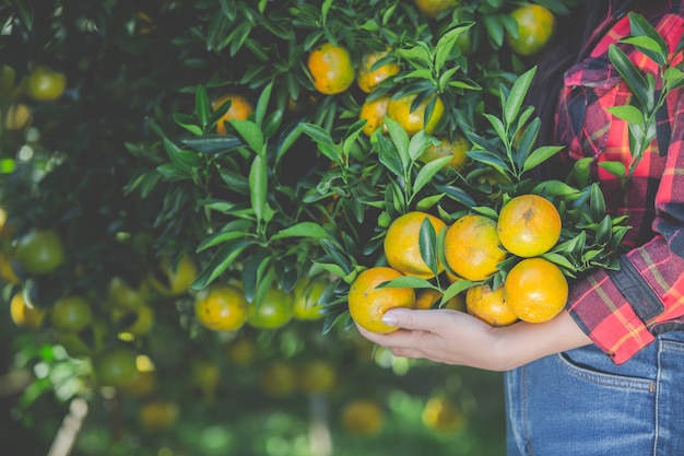 La mujer joven en el jardín cosecha la naranja en el jardín.