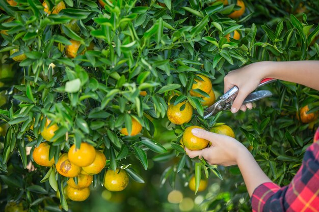 La mujer joven en el jardín cosecha la naranja en el jardín.