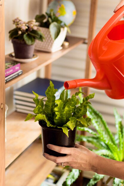 Mujer joven regando sus plantas