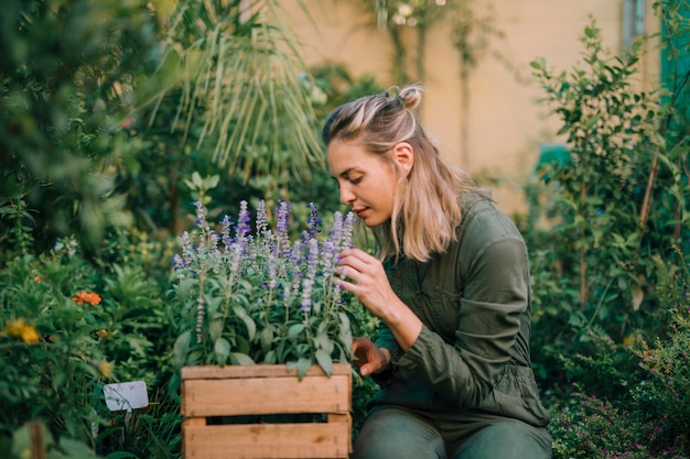 Mujer joven rubia que huele las flores de lavanda en la caja