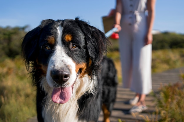 mujer joven, tener diversión, con, perro, en la playa