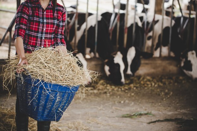 Mujer joven trabajando con heno para vacas en granja lechera