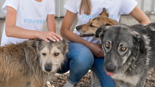 Mujer jugando con perros de rescate en el refugio