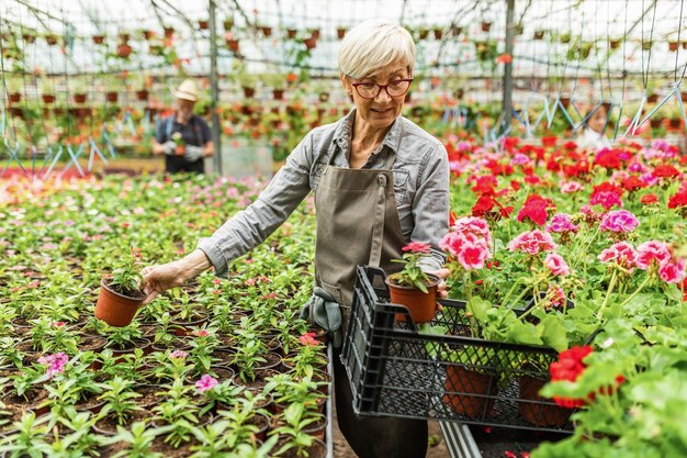 Mujer madura que trabaja en un vivero de plantas y arregla flores en macetas en una caja para distribuirlas en el centro de jardinería