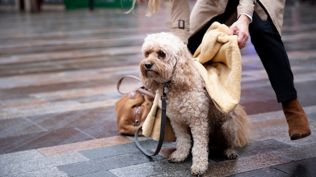 Mujer madura secando a su perro durante su paseo mientras llueve