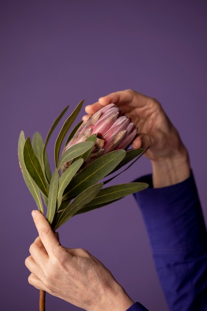 Mujer madura, tenencia, un, flor