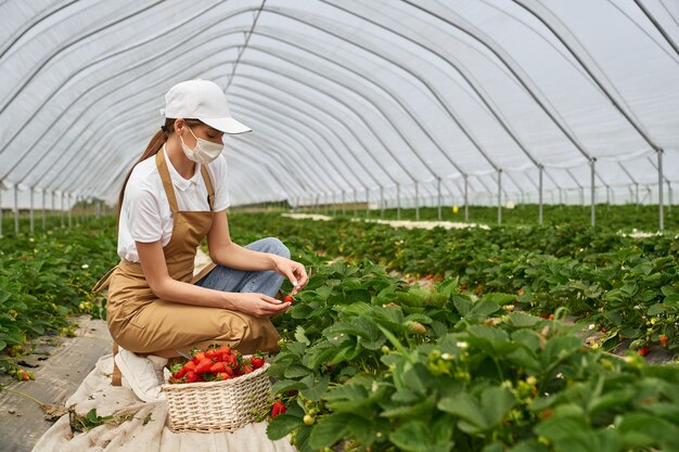 Mujer en mascarilla cosechando fresas en invernadero