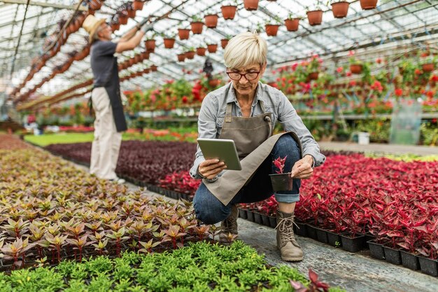 Mujer mayor examinando flores y usando una tableta digital mientras trabaja en un invernadero