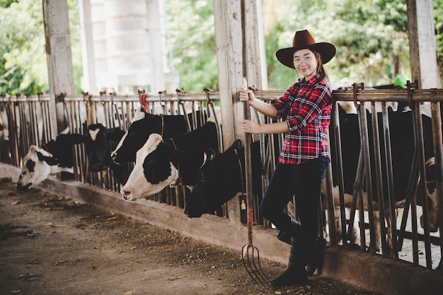 Mujer o granjero asiática hermosa con y vacas en establo en la granja lechera.