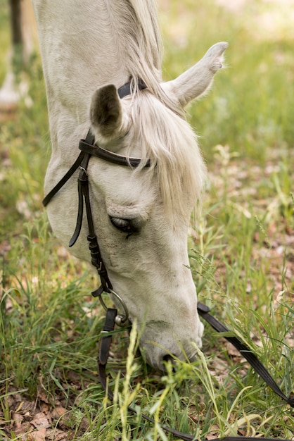 Foto gratuita mujer paseando con un caballo en el campo