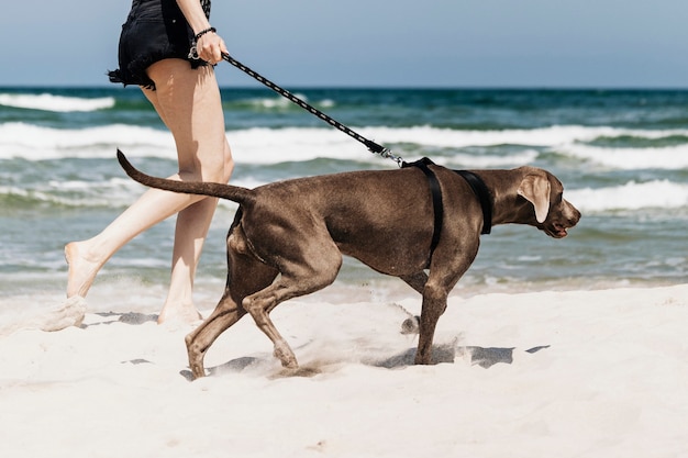 Mujer paseando a su perro Weimaraner en la playa.