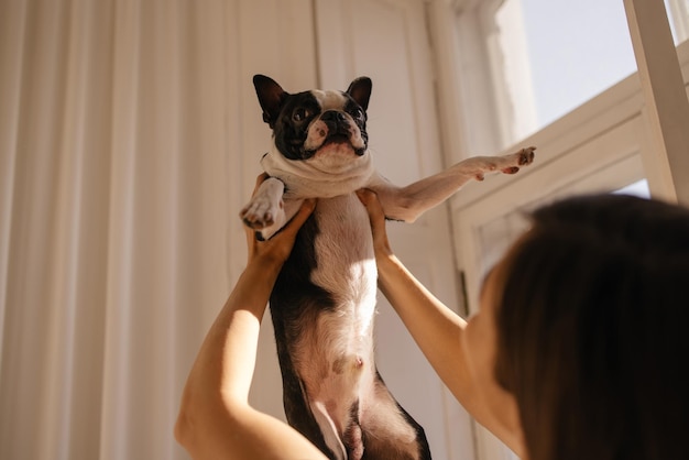 Una mujer de piel clara contenta sostiene un bulldog blanco y negro frente a ella junto a la ventana Concepto de amor entre el perro y el dueño