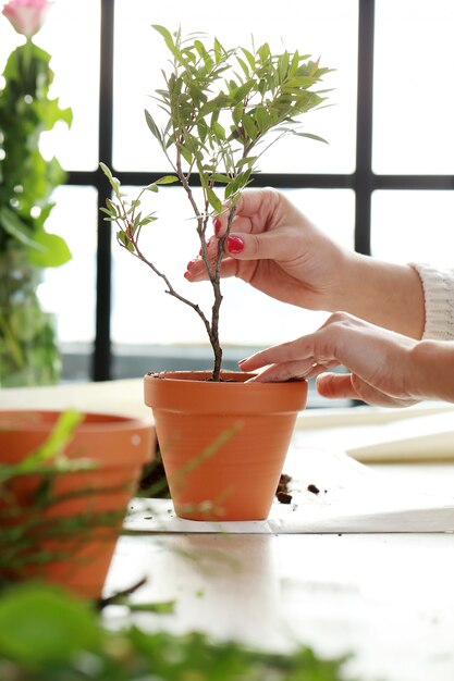 Mujer plantando un arbolito dentro de la casa