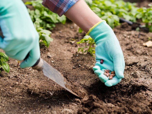 Mujer plantar frijoles en el suelo