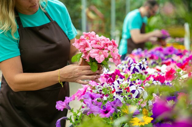 Mujer rubia irreconocible comprobación de flores en maceta. Jardineros profesionales en delantales trabajando con plantas florecientes en invernadero. Enfoque selectivo. Actividad de jardinería y concepto de verano.