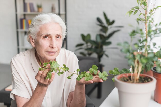 Mujer Senior con hiedra verde fresca en sus manos