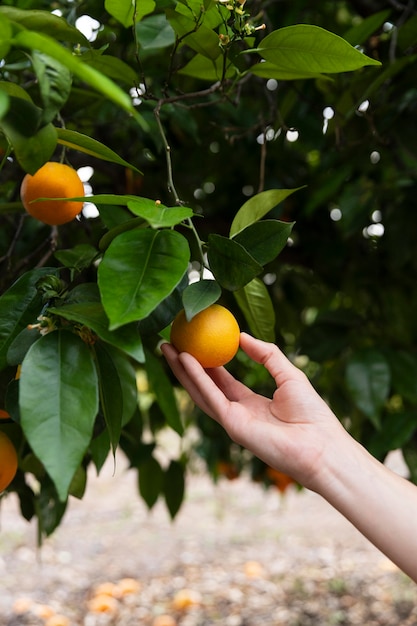 Mujer sosteniendo una naranja en su mano