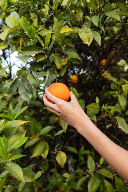 Mujer sosteniendo una naranja en su mano