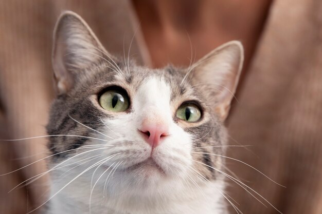 Mujer sosteniendo su adorable gatito en casa