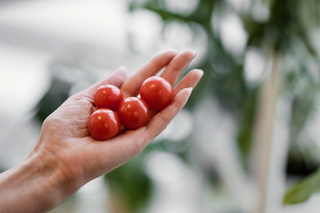 Mujer sosteniendo tomates cultivados en su mano