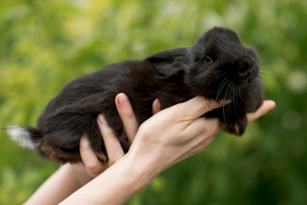 Mujer sujetando un conejo negro