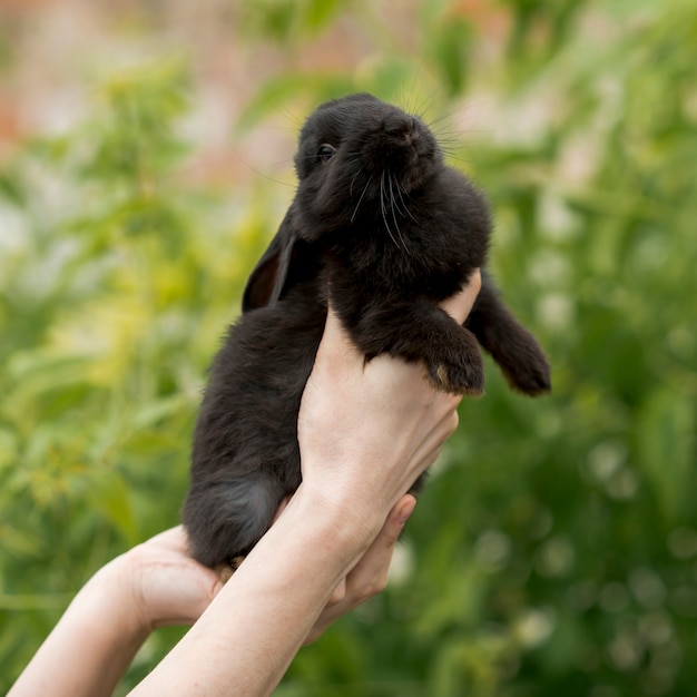 Mujer sujetando un conejo negro