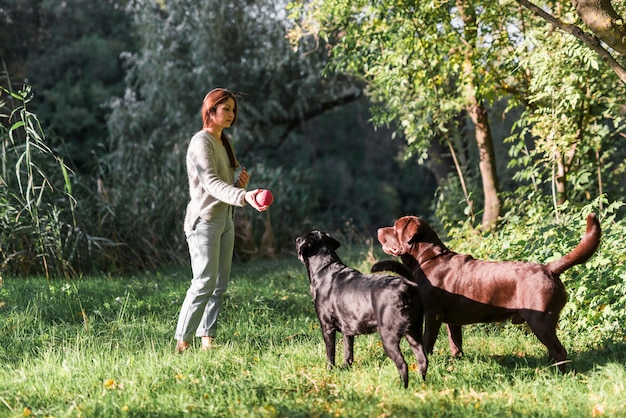 Foto gratuita mujer y sus dos labradores jugando con la pelota en el césped en el parque