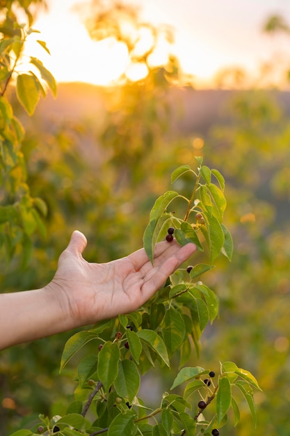 Mujer, tenencia, árbol, hojas, en la mano