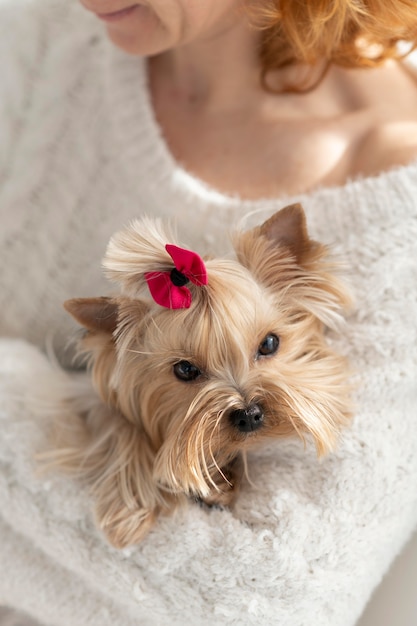 Mujer, tenencia, lindo, perro, cicatrizarse