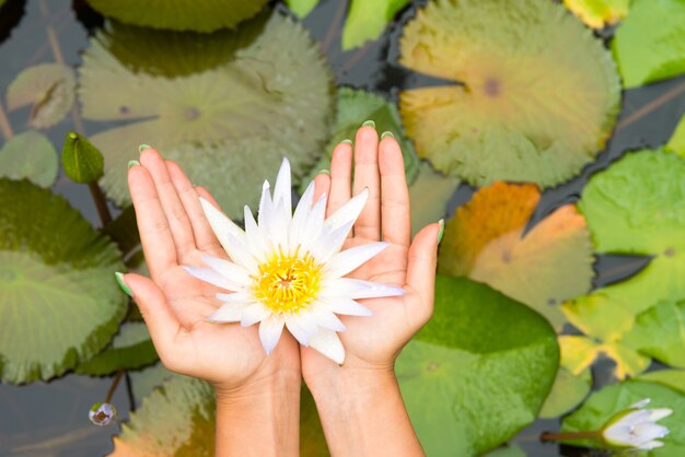 Mujer, tenencia, loto, flor - waterlily