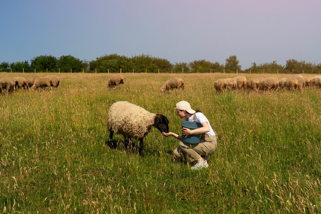 Mujer de tiro completo alimentando ovejas en el campo