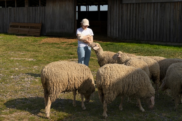 Mujer de tiro completo alimentando ovejas en el campo