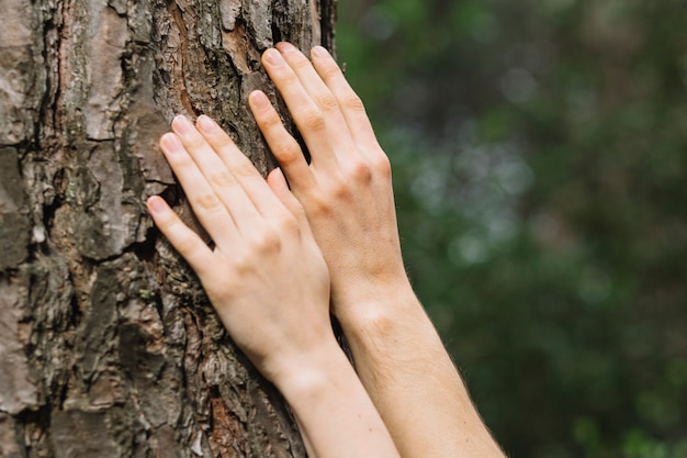 Foto gratuita mujer tocando árbol con ambas manos