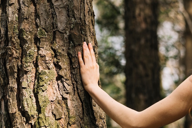 Mujer tocando árbol con la mano