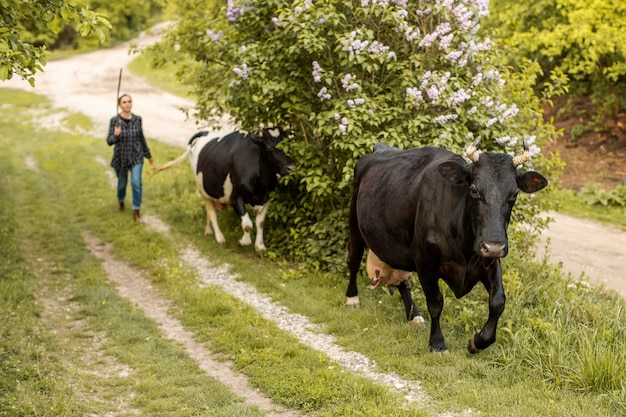 Mujer con vacas en campo