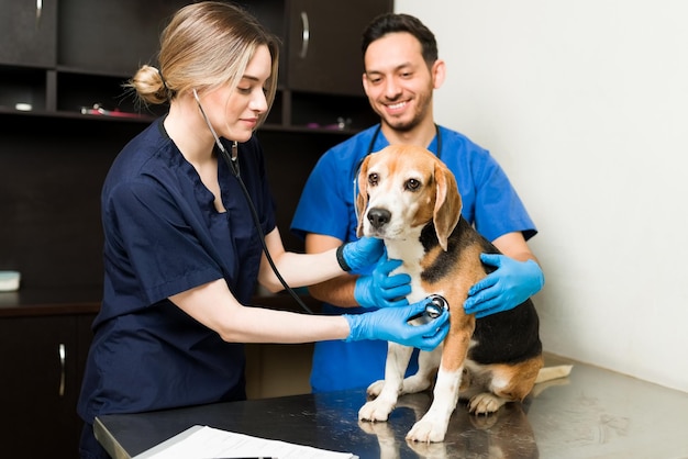 Mujer veterinaria feliz usando un estetoscopio para escuchar el corazón de un lindo perro beagle. Veterinario caucásico e hispano examinando una mascota enferma