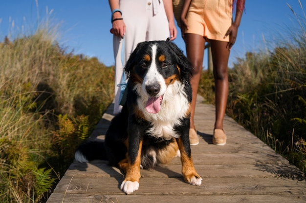 Mujeres jóvenes divirtiéndose con un perro en la playa