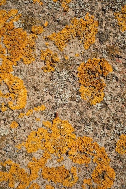 Muro de piedra gris cubierto de textura de musgo para el fondo Idea para la fachada de una casa o diseño de espacios de construcción Fondo natural de piedra