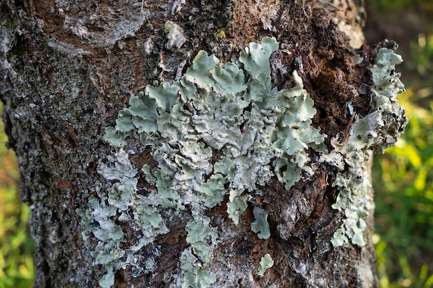 Musgo en un árbol durante el día