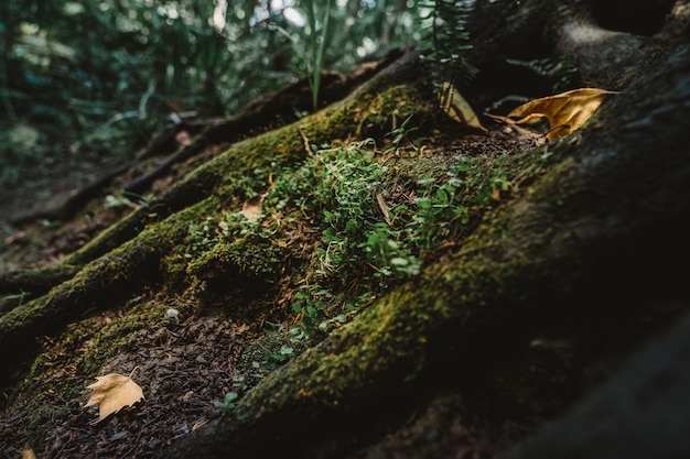 Foto gratuita musgo en bosque