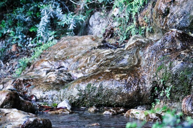 Musgo, parque, verde, madera, waterscape, luz