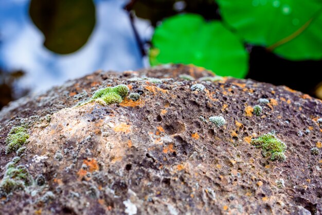 El musgo en las rocas